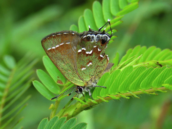 Juniper Hairstreak